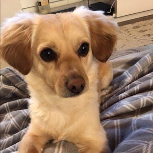 Meet your Posher, Rachel